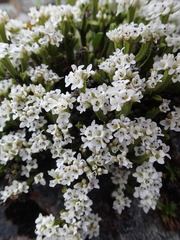 Veronica tetrasticha