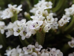 Veronica tetrasticha