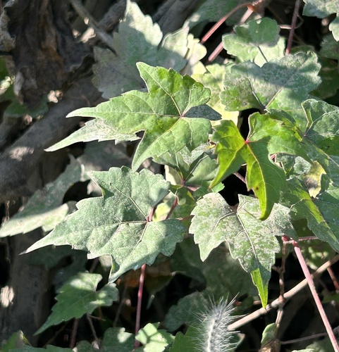 catbird grape (Vitis palmata)
