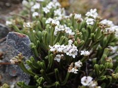 Veronica tetrasticha