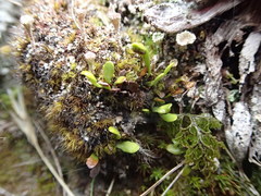 Notogrammitis crassior