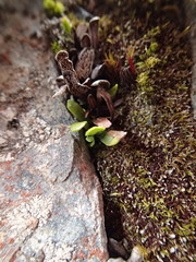 Notogrammitis crassior