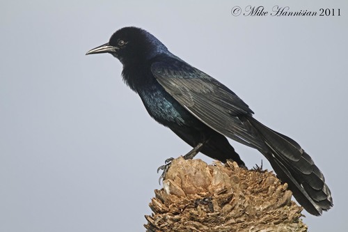 Boat-tailed Grackle, photo 9 of 10
