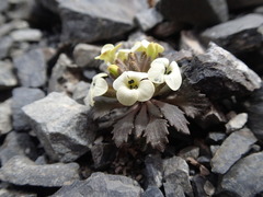 Notothlaspi rosulatum