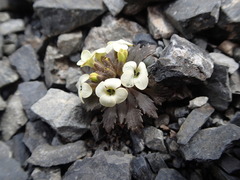 Notothlaspi rosulatum