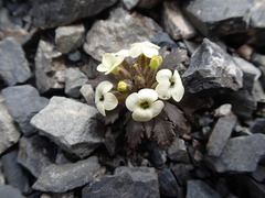 Notothlaspi rosulatum