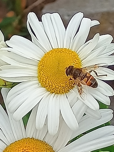 Unknown species found near Old Saybrook, CT 06475, USA