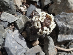 Notothlaspi rosulatum