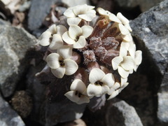 Notothlaspi rosulatum