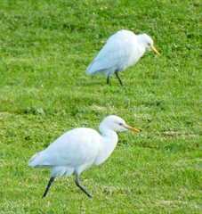 Bubulcus ibis