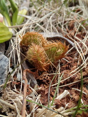Polystichum cystostegium