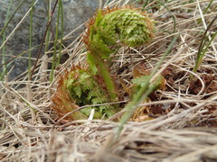 Polystichum cystostegium