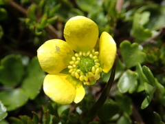 Ranunculus gracilipes