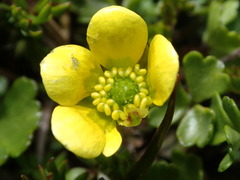 Ranunculus gracilipes