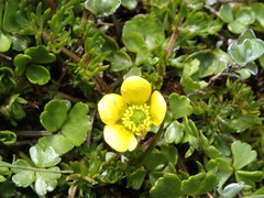 Ranunculus gracilipes