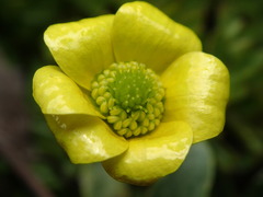 Ranunculus gracilipes