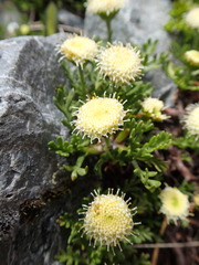 Leptinella pyrethrifolia