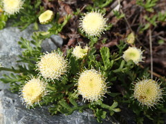 Leptinella pyrethrifolia