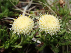 Leptinella pyrethrifolia