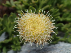 Leptinella pyrethrifolia