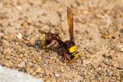 Delta pyriforme pyriforme