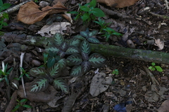 Episcia lilacina
