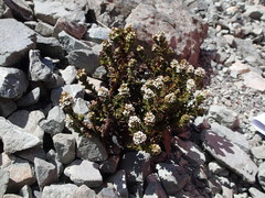 Veronica haastii