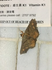 Lopharthrum comprimens