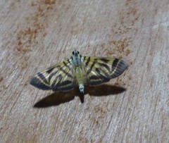 Spilomela receptalis