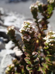 Veronica haastii