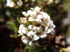 Veronica haastii