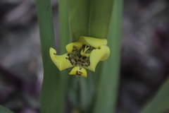 Trimezia steyermarkii