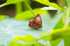 Abisara saturata