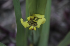 Trimezia steyermarkii