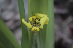 Trimezia steyermarkii