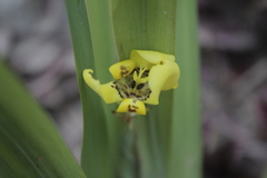 Trimezia steyermarkii