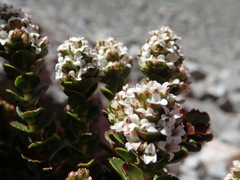 Veronica haastii