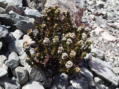 Veronica haastii