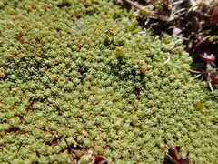Kelleria croizatii
