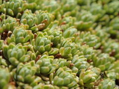 Kelleria croizatii