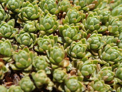 Kelleria croizatii