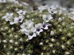 Veronica pulvinaris