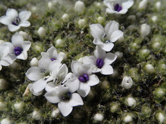 Veronica pulvinaris