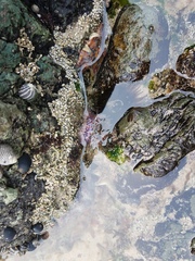 Phlyctenanthus australis