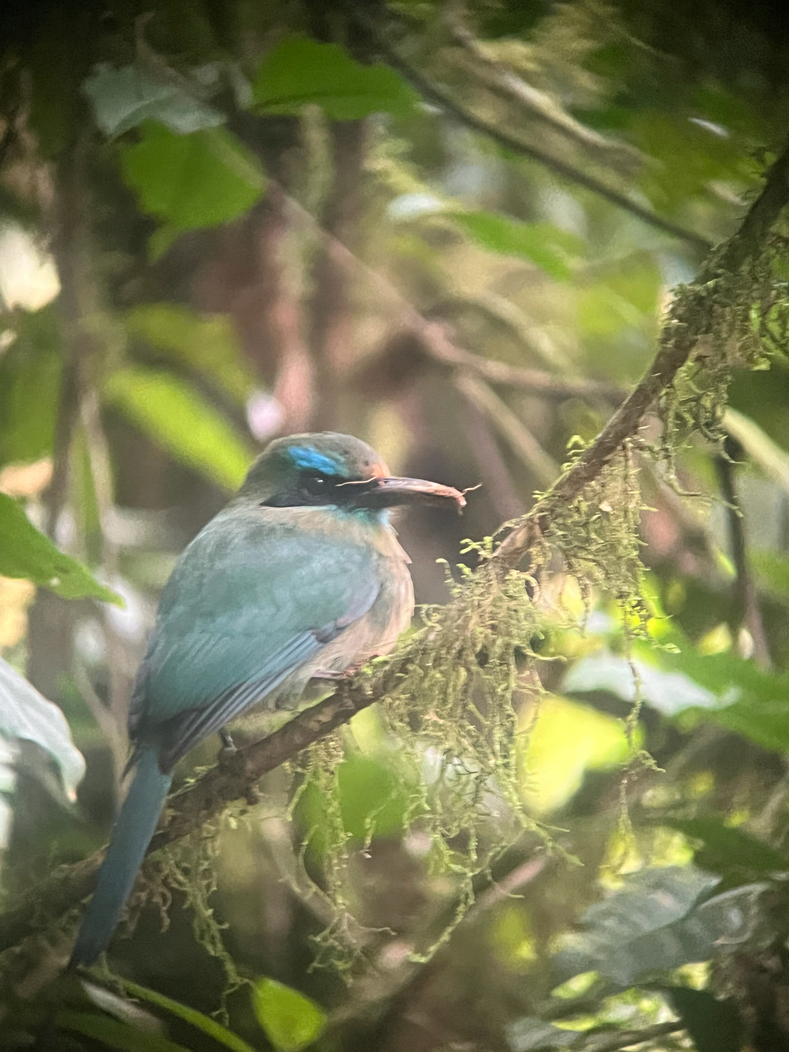 Keel-billed Motmot (Electron carinatum), photo 5