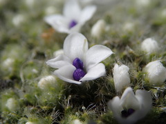 Veronica pulvinaris