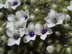 Veronica pulvinaris