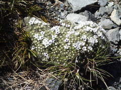 Veronica pulvinaris