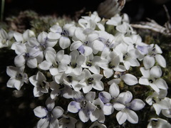 Veronica pulvinaris