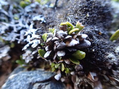 Notogrammitis crassior